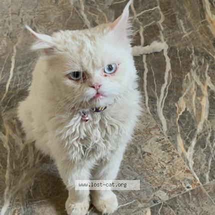 Photo 1/1 Snowbell Chat perdu à Coimbatore