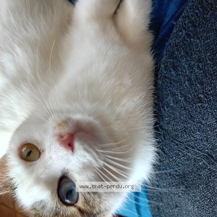 Photo 1/1 Minette Chat perdu à Pouzauges