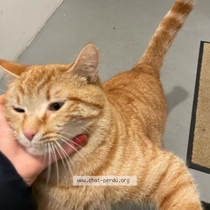 Photo 1/1 Volt Chat perdu à Nantes