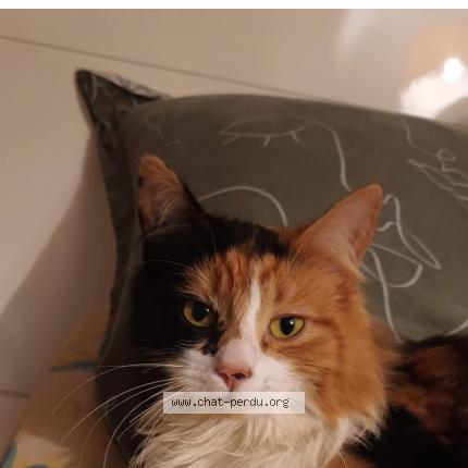 Photo de chat perdu à Paimpont