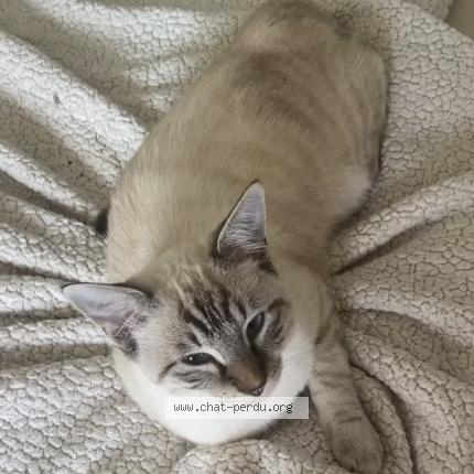 Photo 1/1 Flocon Chat perdu à Saint elix le chateau