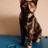 Photo de chat perdu à Chamboulive