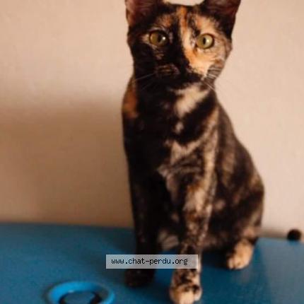 Photo 1/1 Chat retrouvé Perdu à Chamboulive
