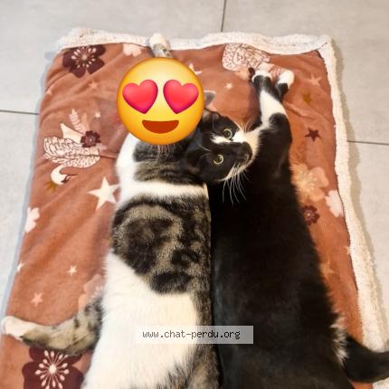 Photo 1/1 ZELDA Chat perdu à Wervicq sud