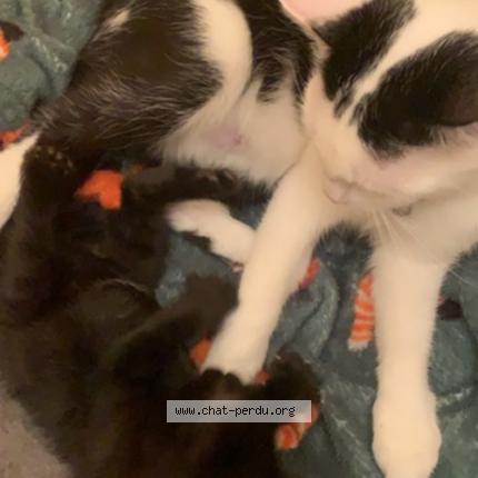 Photo de chat perdu à Vieville Sous Les Cotes