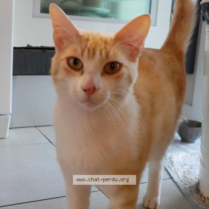 Photo de chat perdu à Pessac