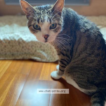 Photo 1/1 Tom Chat perdu à Marcilly sur eure