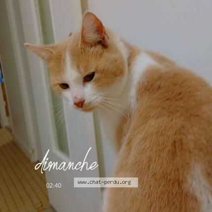 Photo 1/1 Happy Chat perdu à Vitry le francois