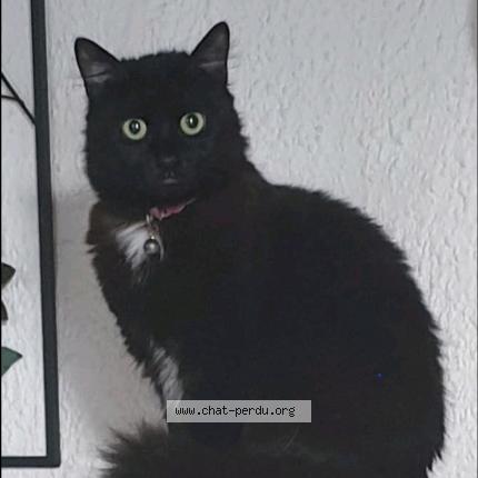 Photo 1/1 Bébé Chat perdu à Wizerne