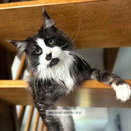 Photo de chat perdu à Escaudain