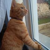 Photo de chat trouvé à Rouen