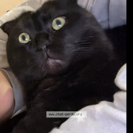 Photo 1/1 Mousse Chat perdu à Nice