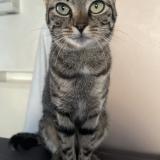 Photo de chat perdu à Mitry Mory