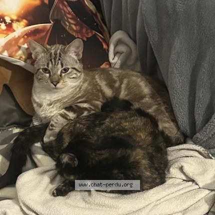 Photo 1/1 Chat retrouvé Perdu à Bayonne