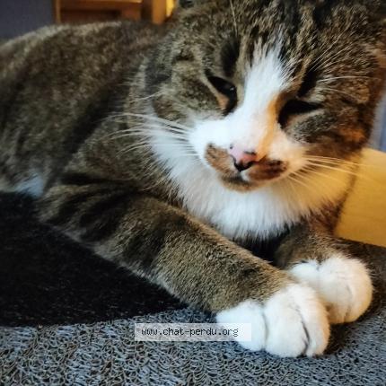 Photo de chat perdu à Annecy