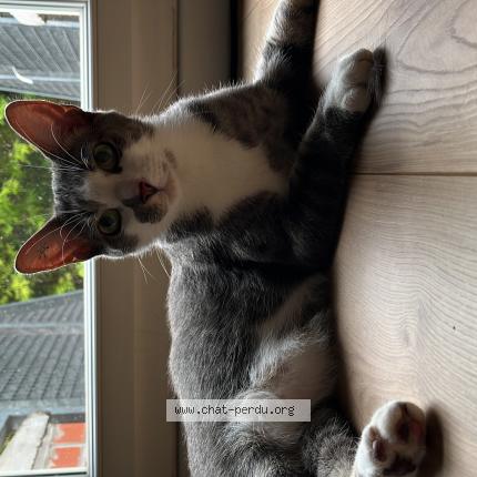 Photo 1/1 Chat retrouvé Perdu à Lille