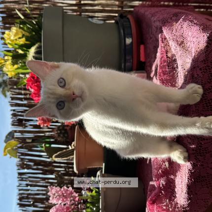 Photo de chat perdu à Frontignan