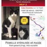 Photo de chat perdu à Pont De Veyle