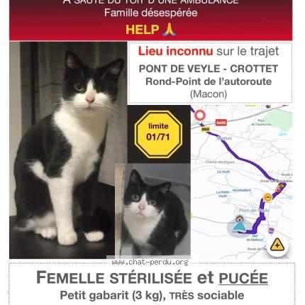 Photo 1/1 Chat retrouvé Perdu à Pont De Veyle