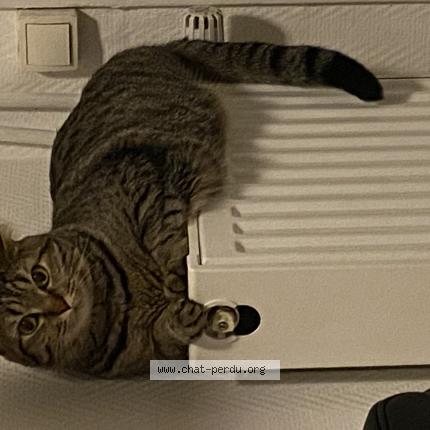 Photo de chat perdu à Rebrechien