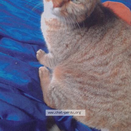 Photo 1/1 Maya Chat perdu à Diges