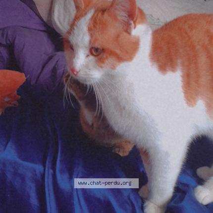 Photo 1/1 Caramel Chat perdu à Diges
