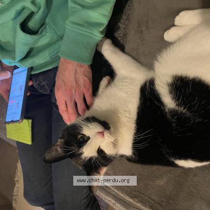 Photo de chat perdu à Orleans