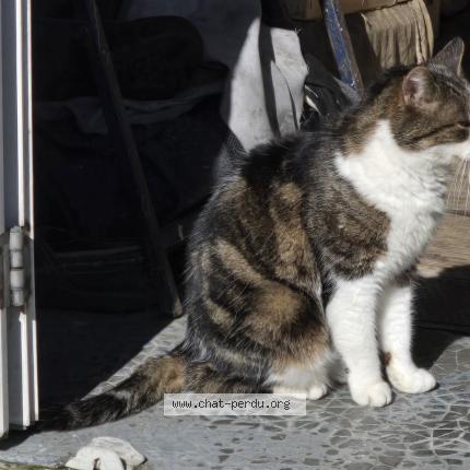 Photo 1/1 Chat retrouvé Trouvé à Ouistreham