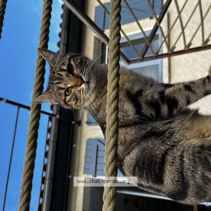 Photo de chat perdu à Saint Orens De Gameville