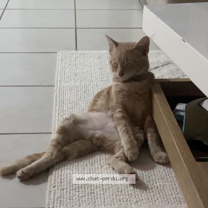 Photo 1/1 Caramel Chat perdu à Sorgues