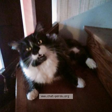 Photo de chat perdu à Saint Lattier