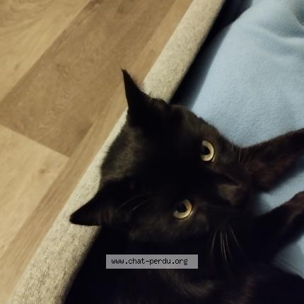 Photo de chat perdu à Danizy
