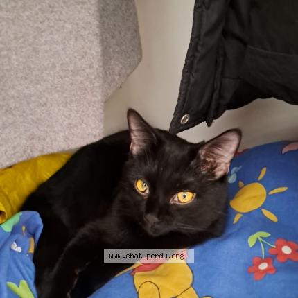 Photo de chat perdu à Reims