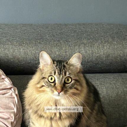 Photo de chat perdu à Saint Martin Dheres