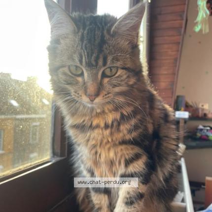 Photo 1/1 Gaia Chat perdu à Croix