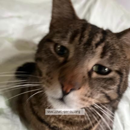 Photo 1/1 Simba Chat perdu à Oberhaslach