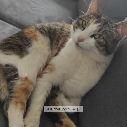 Photo 1/1 Roxanne Chat perdu à Wisches