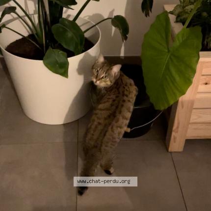Photo de chat perdu à Landevieille