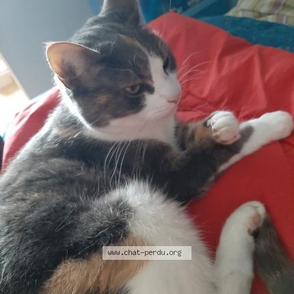 Photo 1/1 Gommette Chat perdu à Servaville salmonville