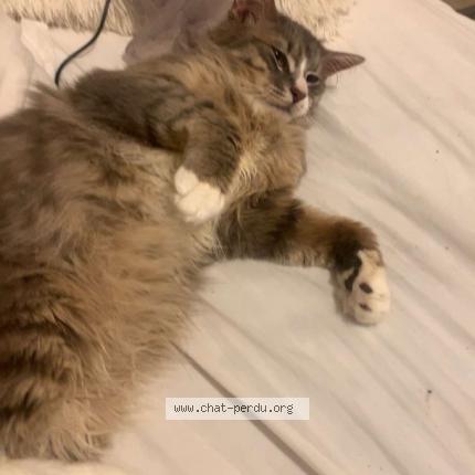 Photo 1/1 Mimi Chat perdu à Saint herblain