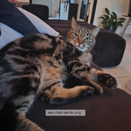 Photo de chat perdu à Villers Semeuse