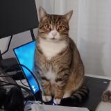 Photo de chat perdu à Sartrouville