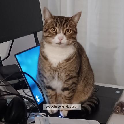 Photo 1/1 Chat retrouvé Perdu à Sartrouville