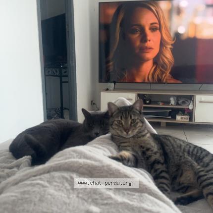 Photo 1/1 Tigrou Chat perdu à Villelongue de la salanque