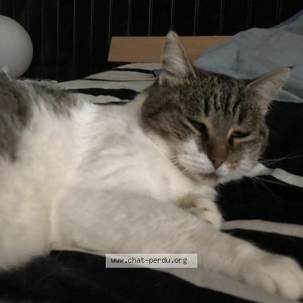 Photo 1/3 Bounty Chat perdu à Vaulx milieu