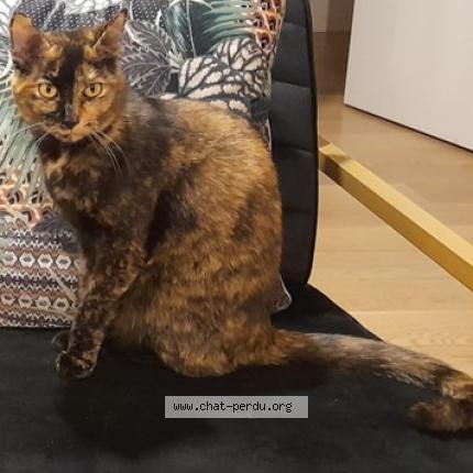 Photo de chat perdu à Rosny Sous Bois