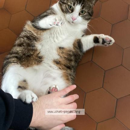 Photo 1/1 Chat retrouvé Perdu à Captieux