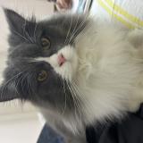 Photo de chat perdu à Lahore