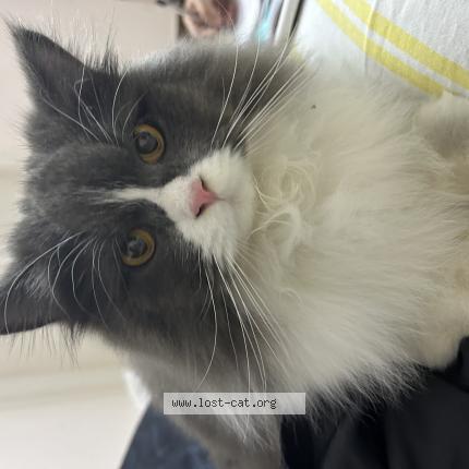 Photo 1/1 Mano Chat perdu à Lahore