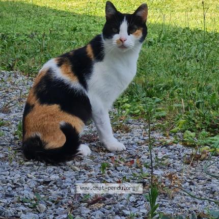 Photo 1/1 Louna Chat perdu à St clement
